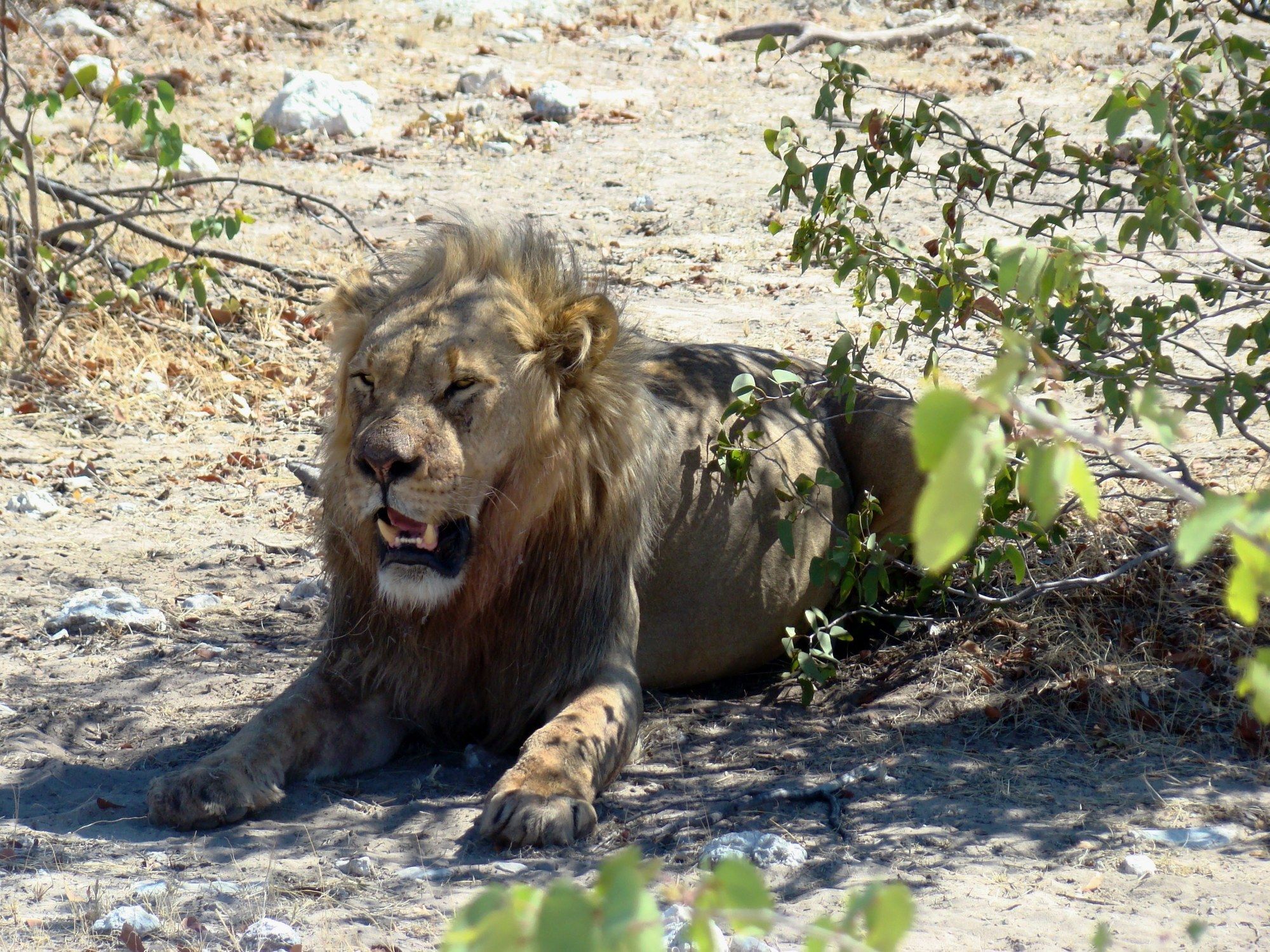 Gondwana Etosha Safari Lodge Okaukuejo Kültér fotó